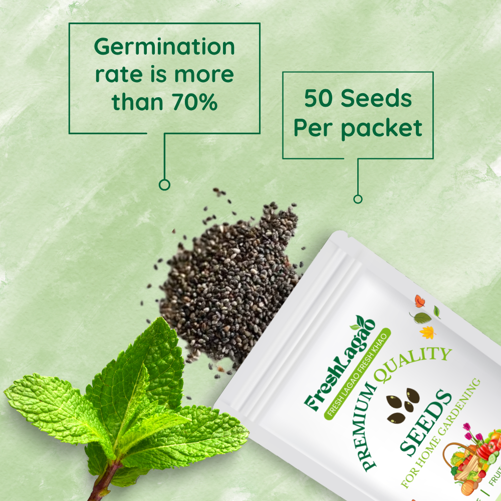 Mint/Peppermint Seeds (Mentha Pipreta) Pudina Ke Beej - पुदीना के बीज - Image 2