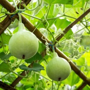 Tinda Seeds (Apple gourds/Tindey/टिंडा के बीज)