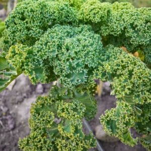 Curly Kale Seeds (केल के बीज)