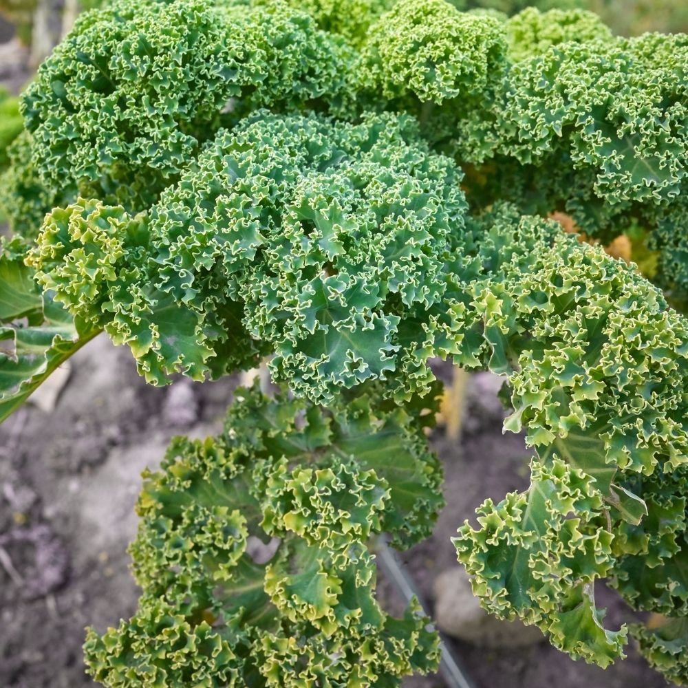 Curly Kale Seeds (केल के बीज) - Image 3