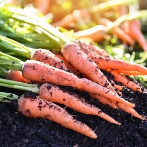 Carrot Orange Seeds (Gajar/गाजर के बीज)