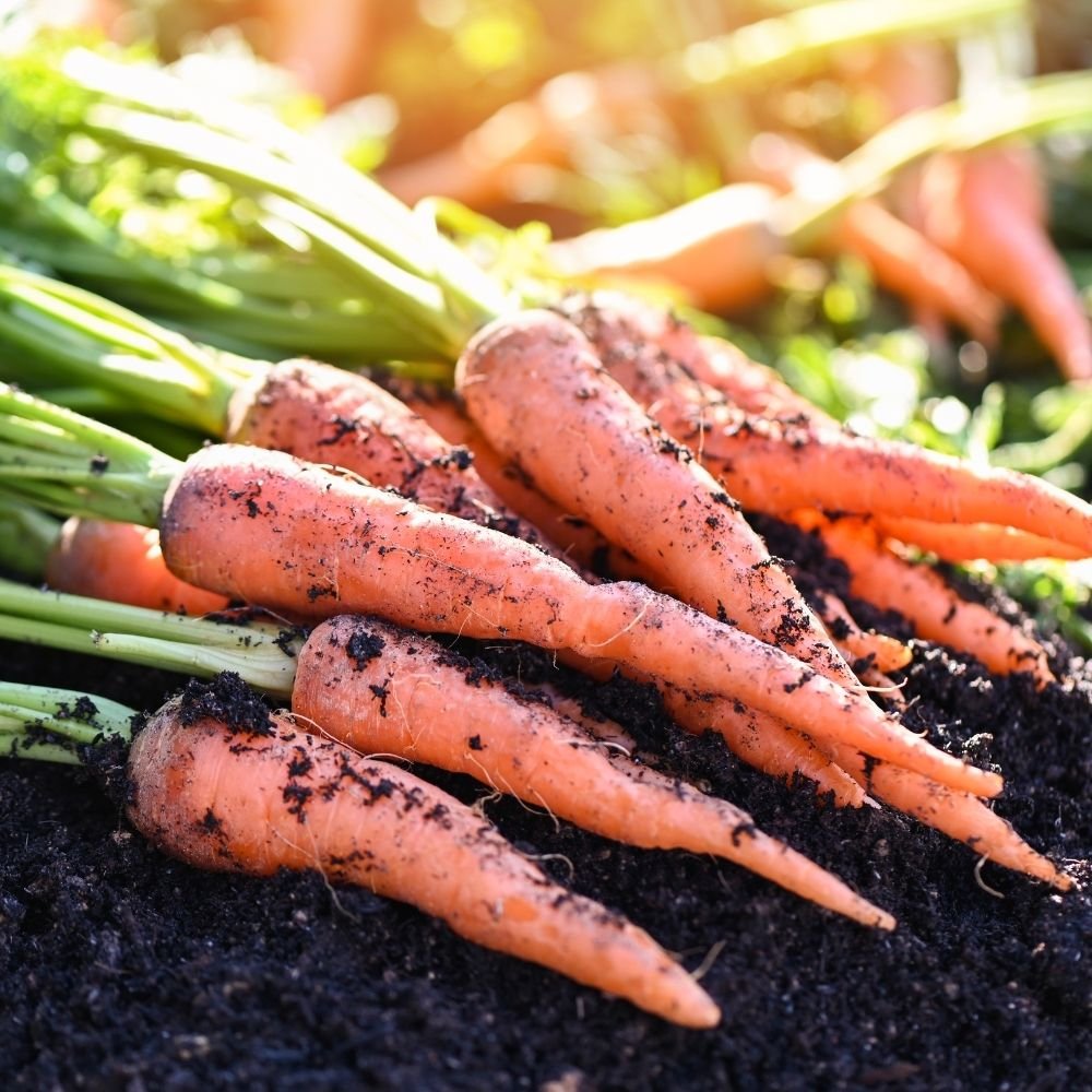 Carrot Orange Seeds (Gajar/गाजर के बीज) - Image 3
