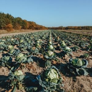 Cabbage Seeds (Patta Gobhi) (Hari Patta Gobhi/हरी पत्ता गोभी के बीज)