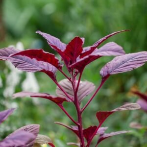 Chaulai Green Amaranth Seeds (Hari bhaji/चौलाई भाजी के बीज)
