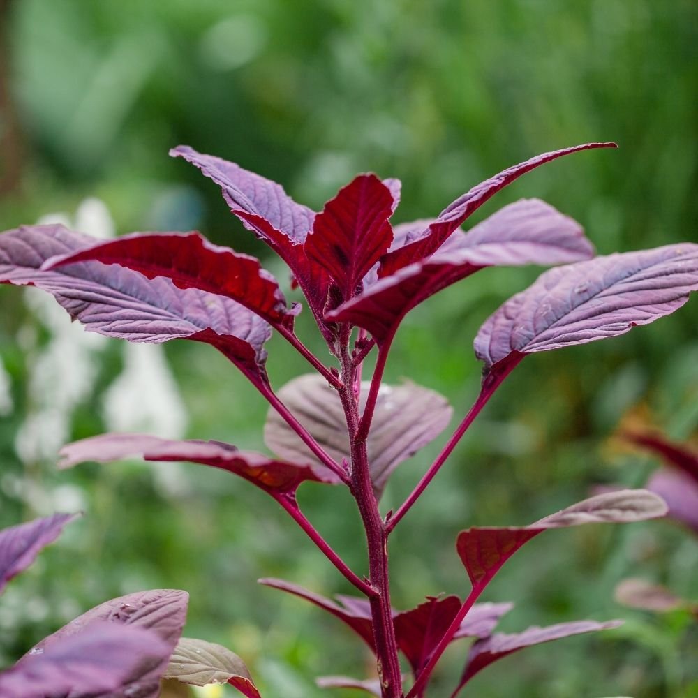 Chaulai Green Amaranth Seeds (Hari bhaji/चौलाई भाजी के बीज) - Image 3