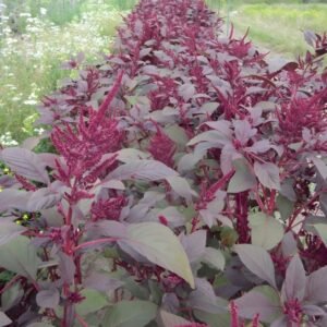 Red amaranth Seeds (lal bhaji/laal chaulai/लाल चौलाई भाजी के बीज)
