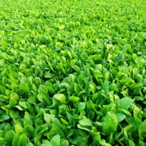 Spinach Seeds  (Palak/पालक के बीज)