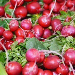 Red Round Radish Seeds (Gol Mooli/लाल गोल मूली के बीज)