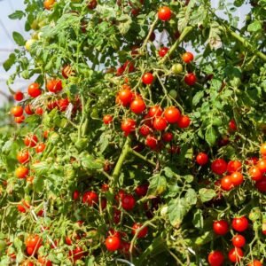 Cherry Tomato Seeds (Cherry Tamatar/चेरी टमाटर के बीज)