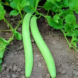 Kakri Long Melon Seeds (Kakdi/ककड़ी के बीज)