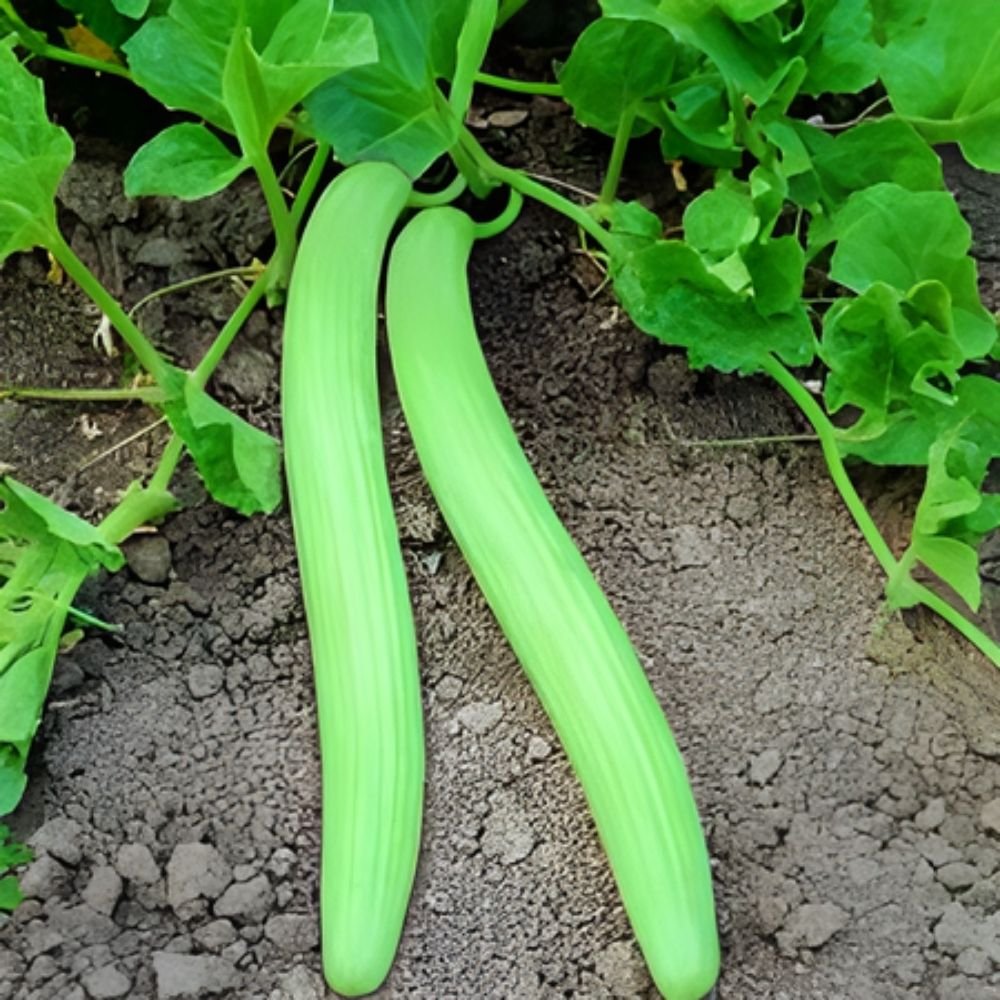 Kakri Long Melon Seeds (Kakdi/ककड़ी के बीज) - Image 3