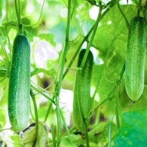 Cucumber Seeds (Kheera) (Kakdi/ककड़ी/खीरा के बीज)