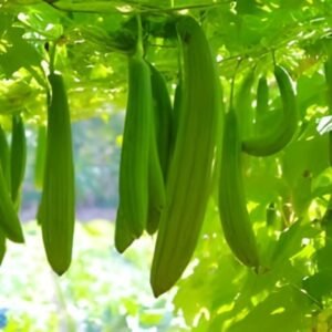 Sponge Gourd Seeds (luffa or gilki) (गिलकी के बीज)