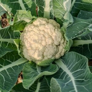 Cauliflower Seeds (Phool Gobhi/फूलगोभी के बीज)