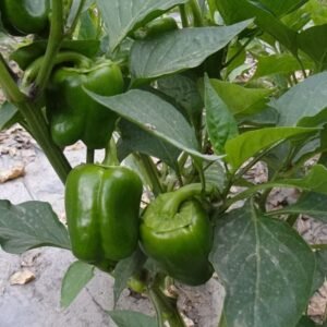 Capsicum Seeds (Hari Shimla Mirch) (हरी शिमला मिर्च के बीज)