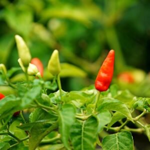 Chilli Seeds (Hari Mirch/हरी मिर्च के बीज)