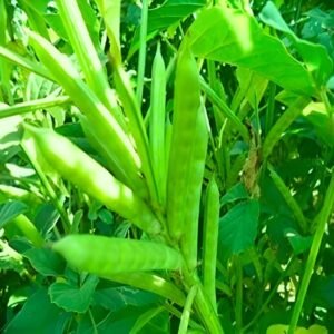 Gwar Phali Seeds (Cluster Beans/क्लस्टर बीन्स/ग्वार फली के बीज)