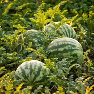 Striped Oval Watermelon Hybrid Seeds (Tarbooj/तरबूज के बीज)