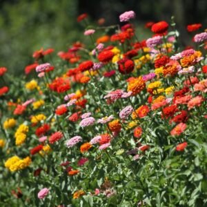 Marigold Orange Flower Seeds (Genda/ गेंदा के बीज)