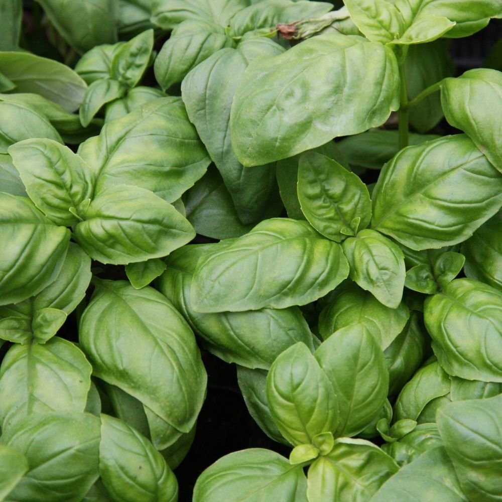 Italian Large Leaf Basil Seeds (तुलसी के बीज) - Image 3