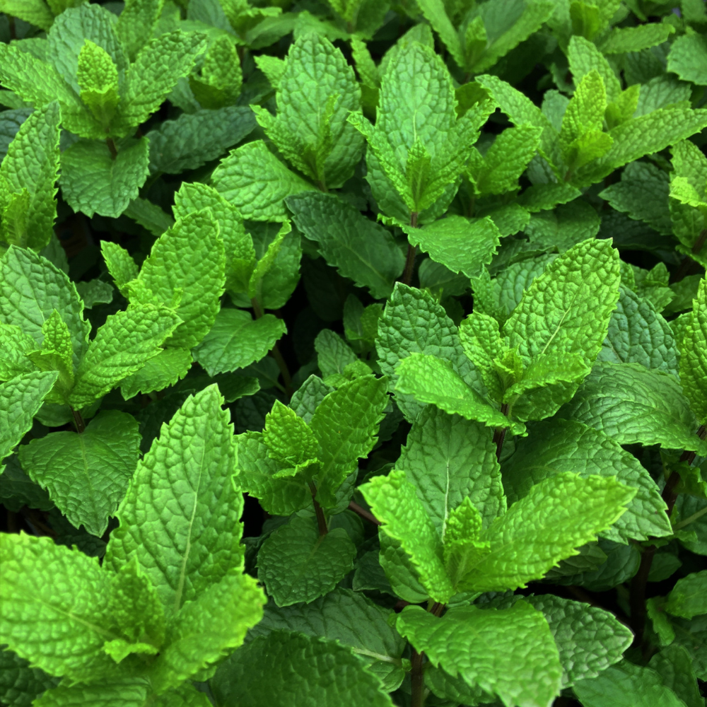 Mint/Peppermint Seeds (Mentha Pipreta) Pudina Ke Beej - पुदीना के बीज - Image 3