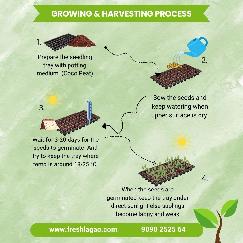 Kakri Long Melon Seeds (Kakdi/ककड़ी के बीज) - Image 4