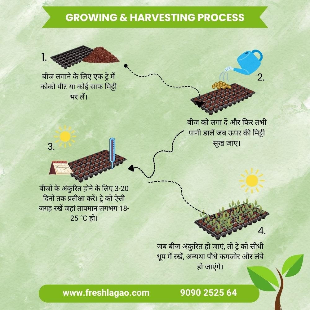 Chaulai Green Amaranth Seeds (Hari bhaji/चौलाई भाजी के बीज) - Image 5