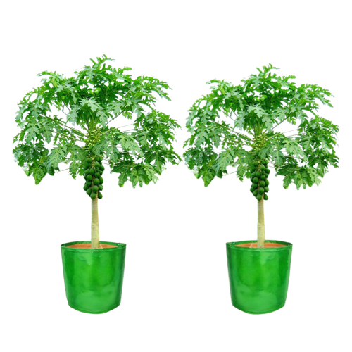 TheUrbanFarmer 21x21 Big Grow Bags | Perfect for Fruit Tree and Terrace Gardening - Image 2