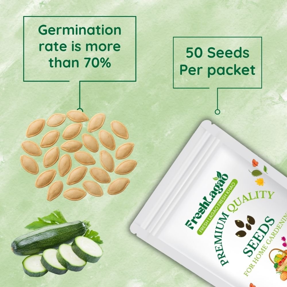 Zucchini Black Beauty Seeds (Green)(जुकिनी के बीज) - Image 2