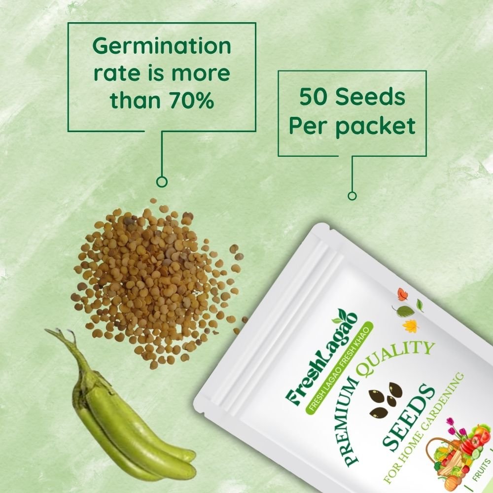 Green Brinjal Seeds (Long) (Lamba hara Baingan/Eggplant/लंबा बैंगन के बीज) - Image 2