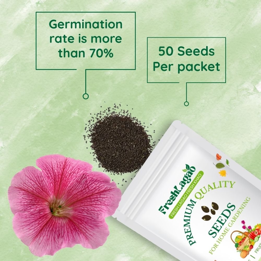 Petunia Dwarf Stars Seeds (Mix Color) - Image 2