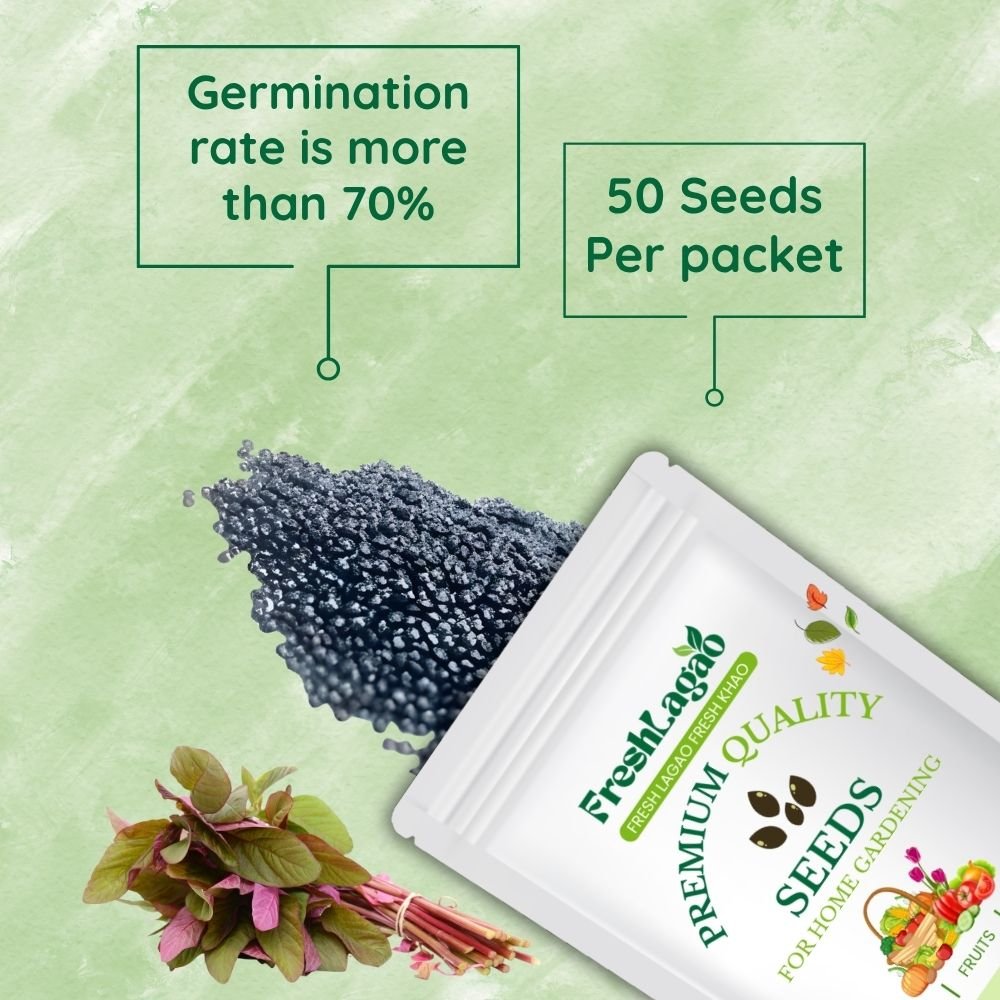 Red Amaranth Microgreen Seeds (25g) - Image 2