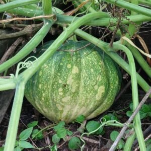 Pumpkin Seeds Hybrid (kaddu, कद्दू के बीज)