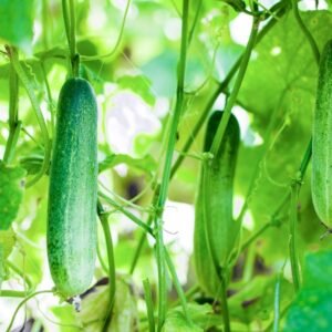 Cucumber American Black Hybrid Seeds (Kakdi/ककड़ी/खीरा के बीज)