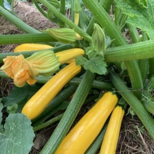 Zucchini Yellow Hybrid Seeds (पीली जुकिनी के बीज)