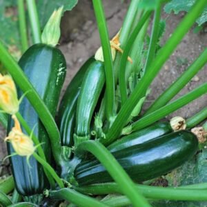 Zucchini Black Beauty Seeds (Green)(जुकिनी के बीज)