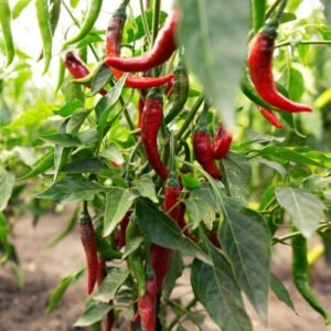 Chilli Achari Hybrid Seeds (Achari Mirch/ अचारी मिर्च के बीज)