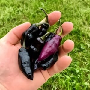 Chilli Black Purple Hybrid Seeds (Mirch/ मिर्च के बीज)