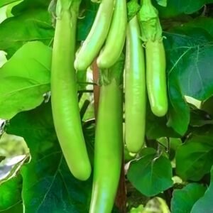 Green Brinjal Seeds (Long) (Lamba hara Baingan/Eggplant/लंबा बैंगन के बीज)