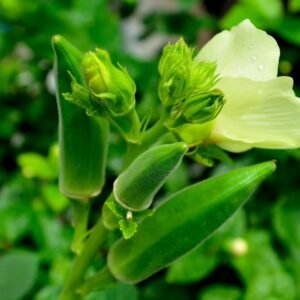 Okra or Lady Finger Hybrid Seeds (bhindi)(भिंडी के बीज)