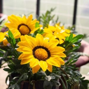 Gazania Sunshine Hybrid (Mix Seeds)