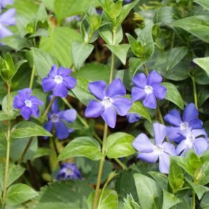 Vinca Pacifica XP Mix Hybrid Seeds (Periwinkle/ Sadabahar/सदाबहार के बीज)