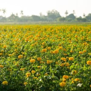 Marigold Yellow Flower Seeds (Pila Genda/ पीले गेंदा के बीज)