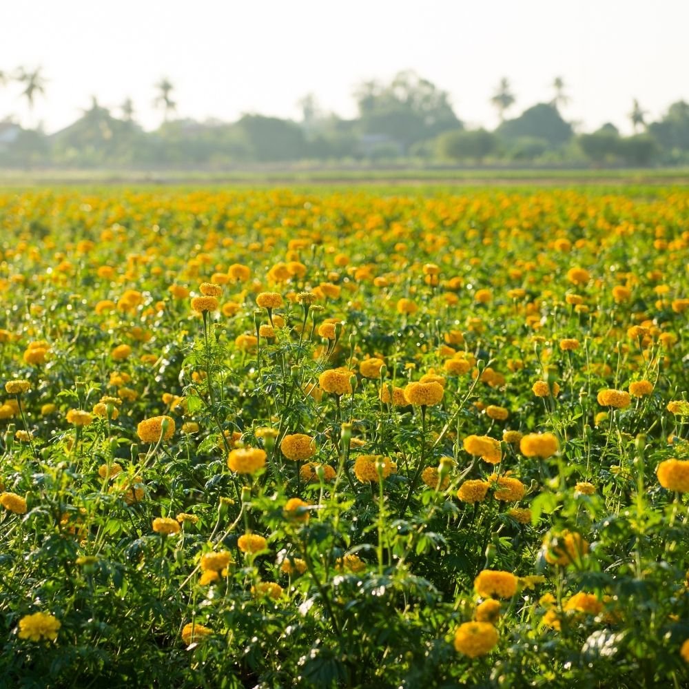 Marigold Yellow Flower Seeds (Pila Genda/ पीले गेंदा के बीज) - Image 3