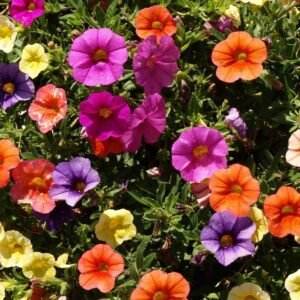 Petunia Dwarf Stars Seeds (Mix Color)