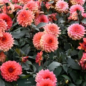 Dahlia Unwins Hybrid Seeds (Mix Color Flowers)