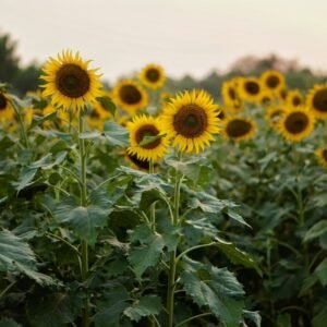 Sunflower Seeds(Yellow) (Surajmukhi/सूरजमुखी के बीज)