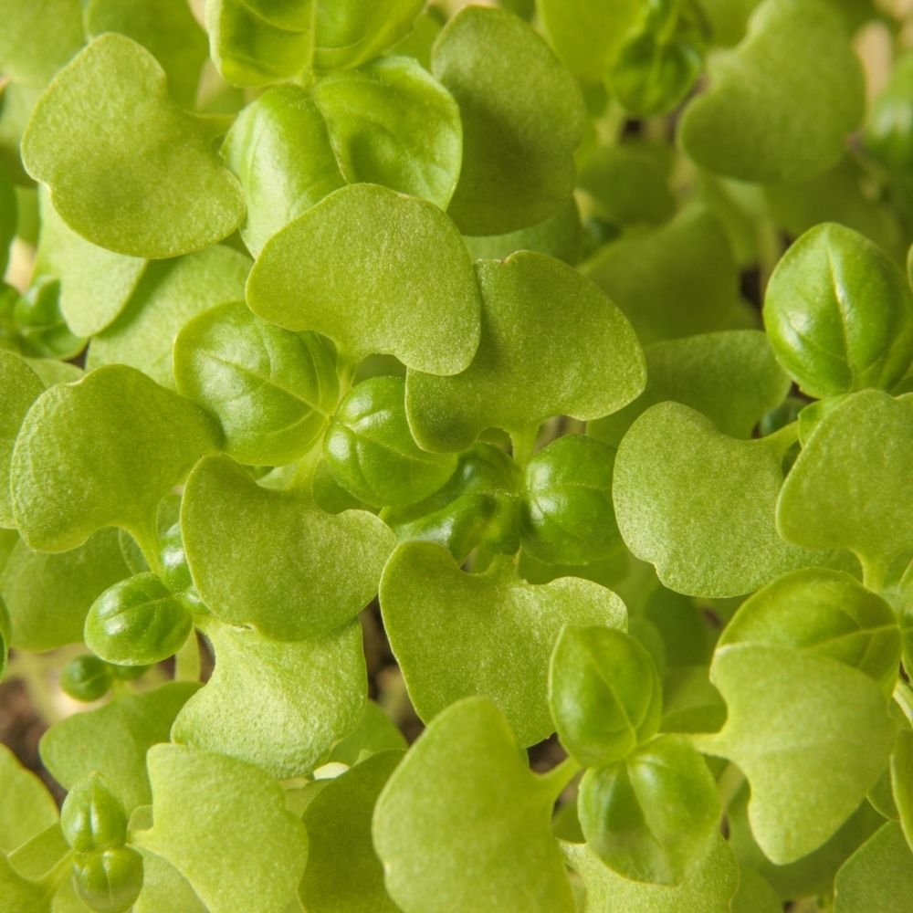 Basil Microgreen Seeds - 10g (Tulsi/तुलसी के बीज) - Image 3