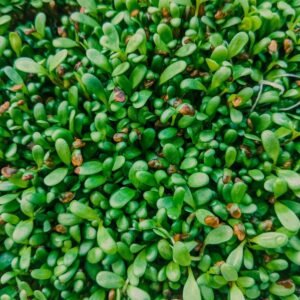 Fenugreek Microgreens Seeds (50g)