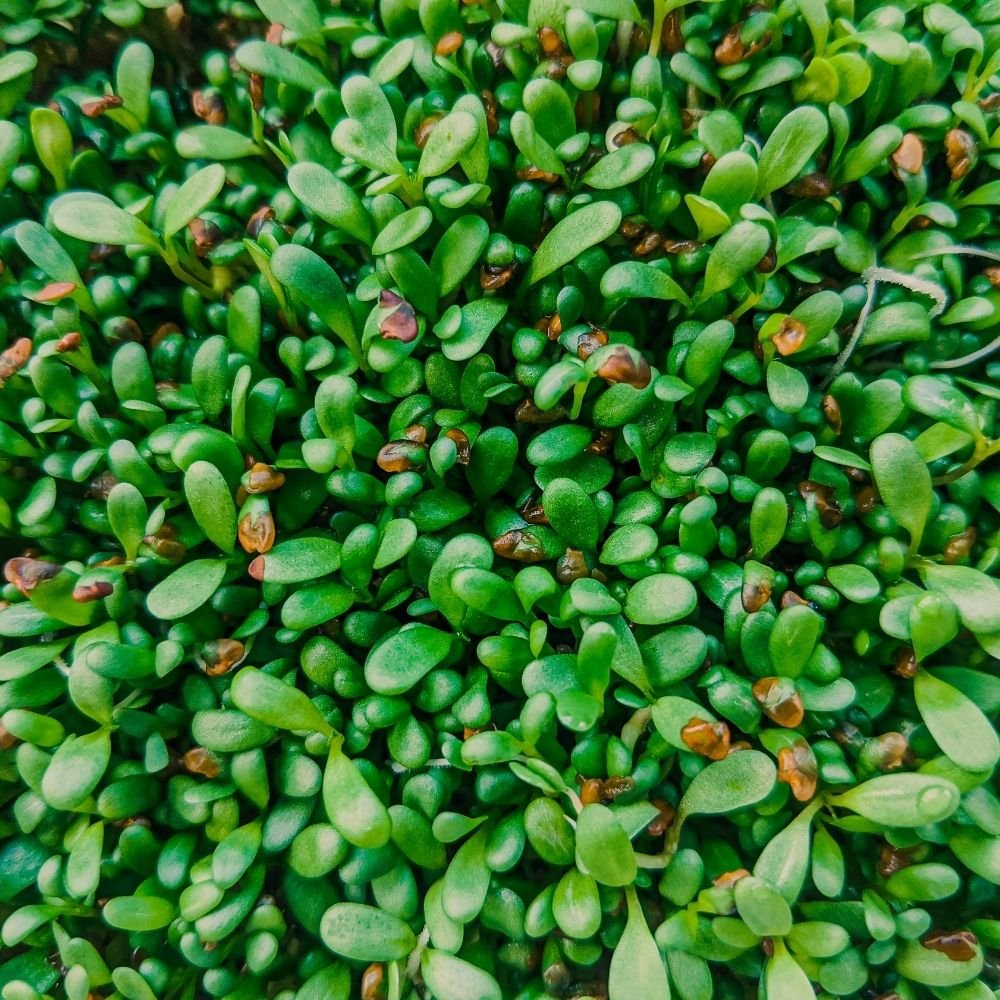 Fenugreek Microgreens Seeds (50g) - Image 3